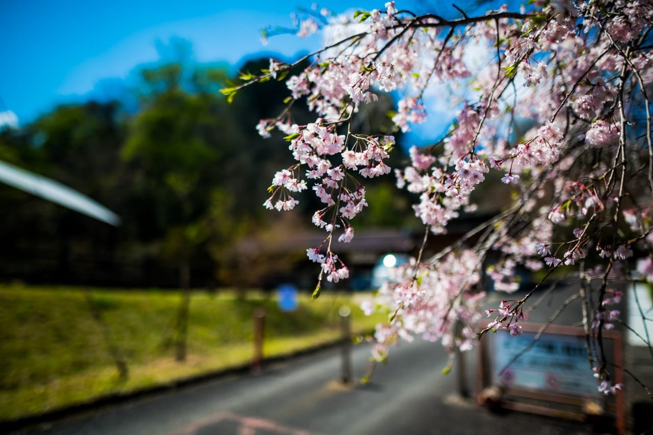 iwakurakyo2023-4-11-9